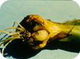 Bulb and stem nematode damage